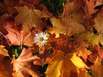 Herbst