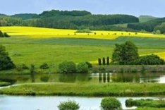 gelbe Rapsfelder MV im Mai