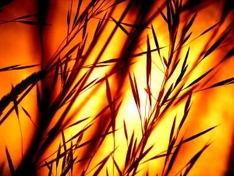 Gaeser im Abendlicht