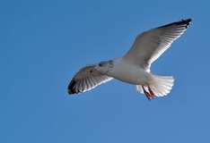 Möwe