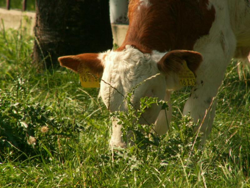 Kuh im Chiemgau