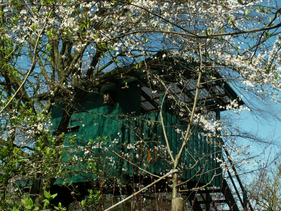 Erhöhtes Baumhaus zwischen blühenden Bäumen
