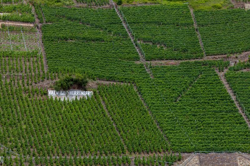 Wein an der Mosel