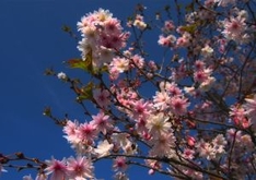 Frühling - Urlaub unter den ersten Blüten auf Mallorca