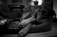 Luxusurlaub für Hunde mit Koko von Knebel